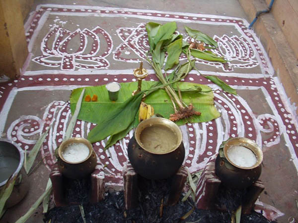 Pongal – ATime to Start Anew!