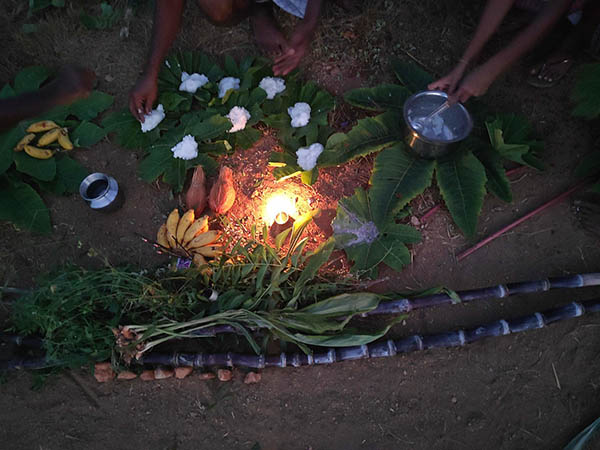 Pongal – ATime to Start Anew!
