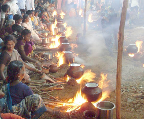 Pongal – ATime to Start Anew!