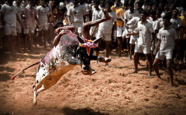 Pongal – ATime to Start Anew!